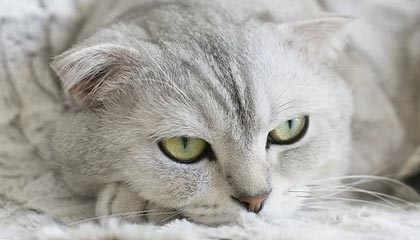 九游娱乐-里奇·麦考退役后，仍然以不同身份支持新西兰橄榄球，nba麦克里兰