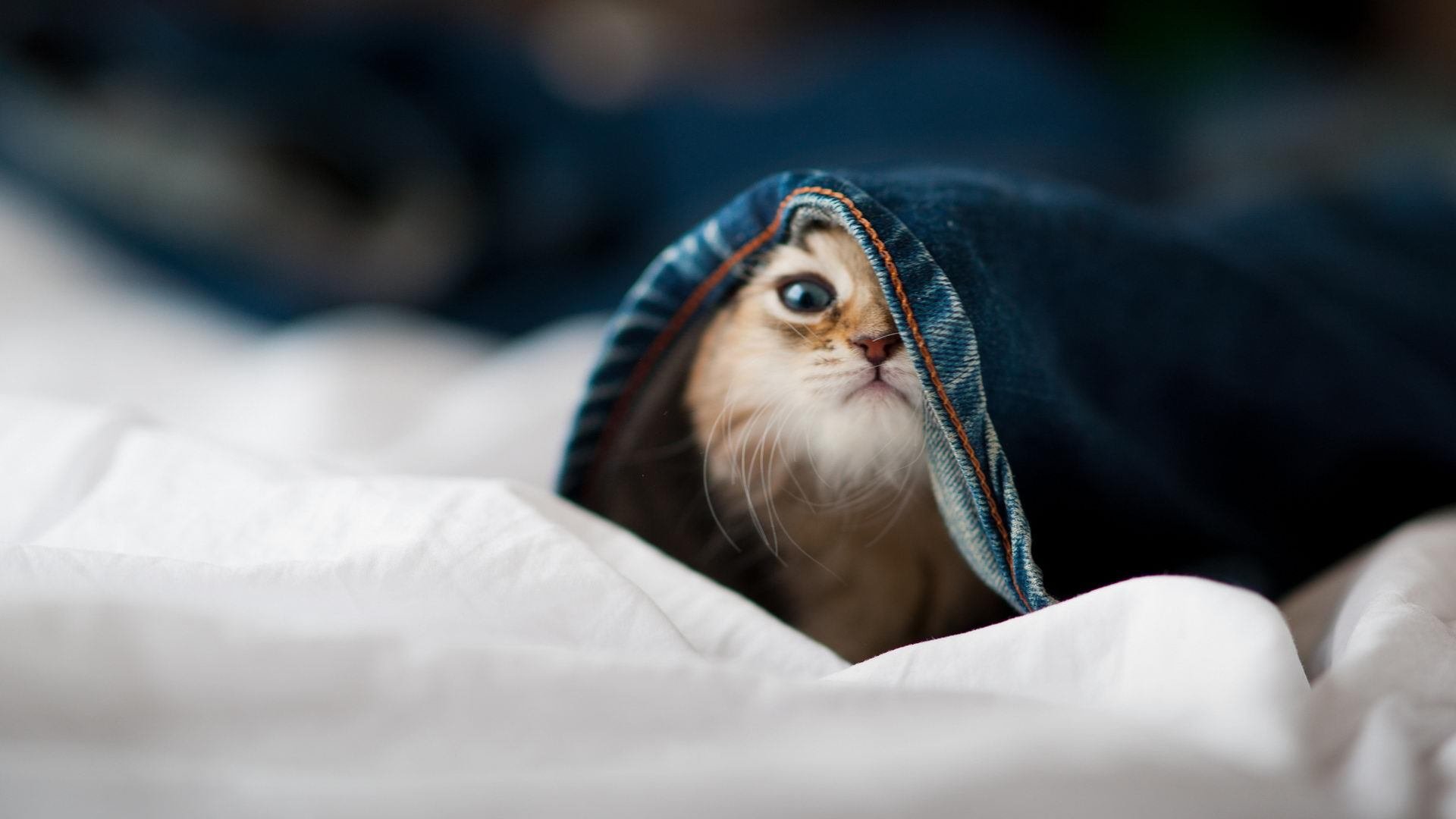 IGBT赛场:智能技术助力比赛公平透明,igbt 知乎