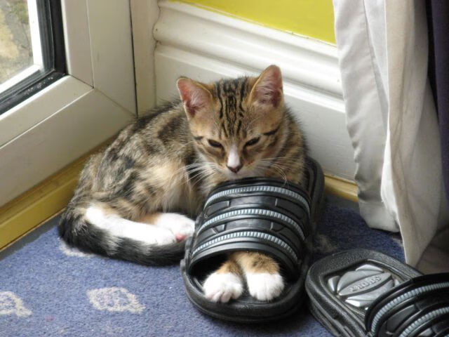 IGBT赛场:智能技术助力比赛公平透明,igbt 知乎