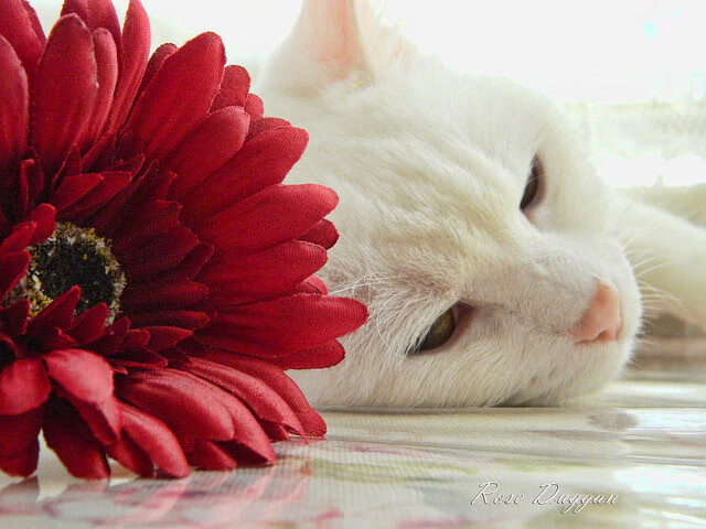 2025年中国篮球职业联赛新赛制全面推行,中国篮球职业联赛哪年开始