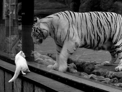 _鹈鹕延续逆境反击,战胜联盟劲旅_,zion鹈鹕