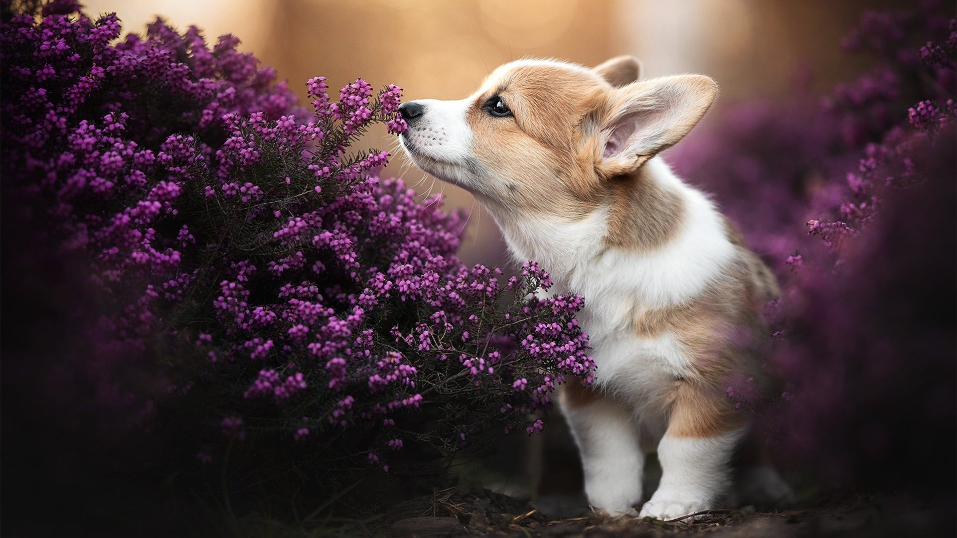 《炉石传说》选手：卡牌游戏的策略思考与心理素质，炉石传说卡牌选择