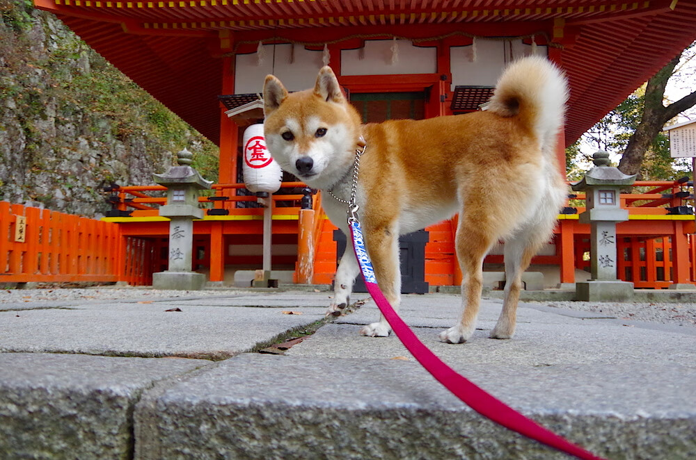 《英雄联盟国际赛场，策略与技巧的巅峰对决》，国际英雄联盟职业联赛